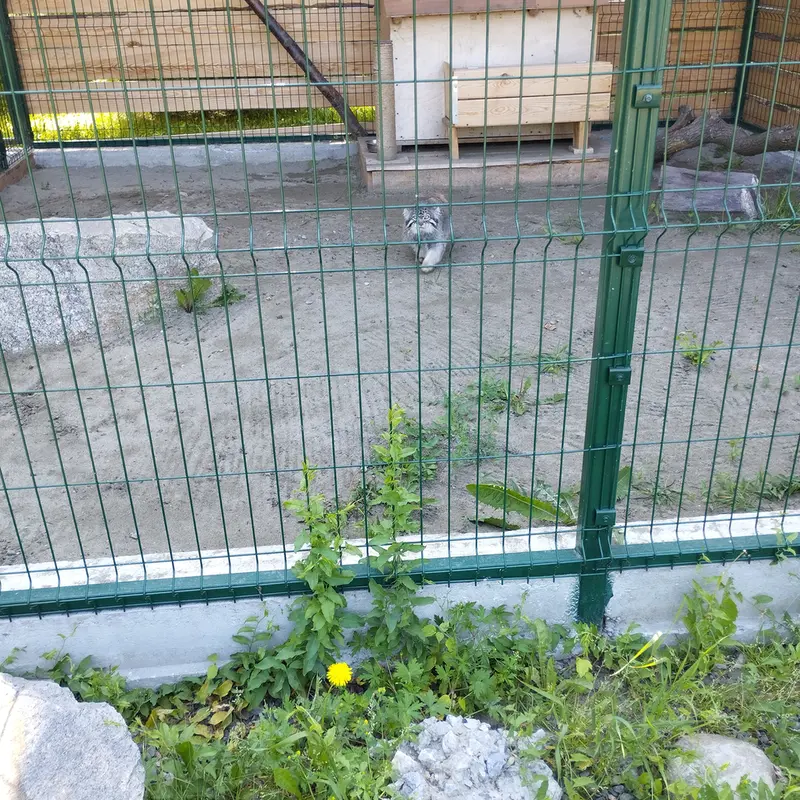 バルナウル動物園「レースナヤ・スカースカ」のチップの写真
