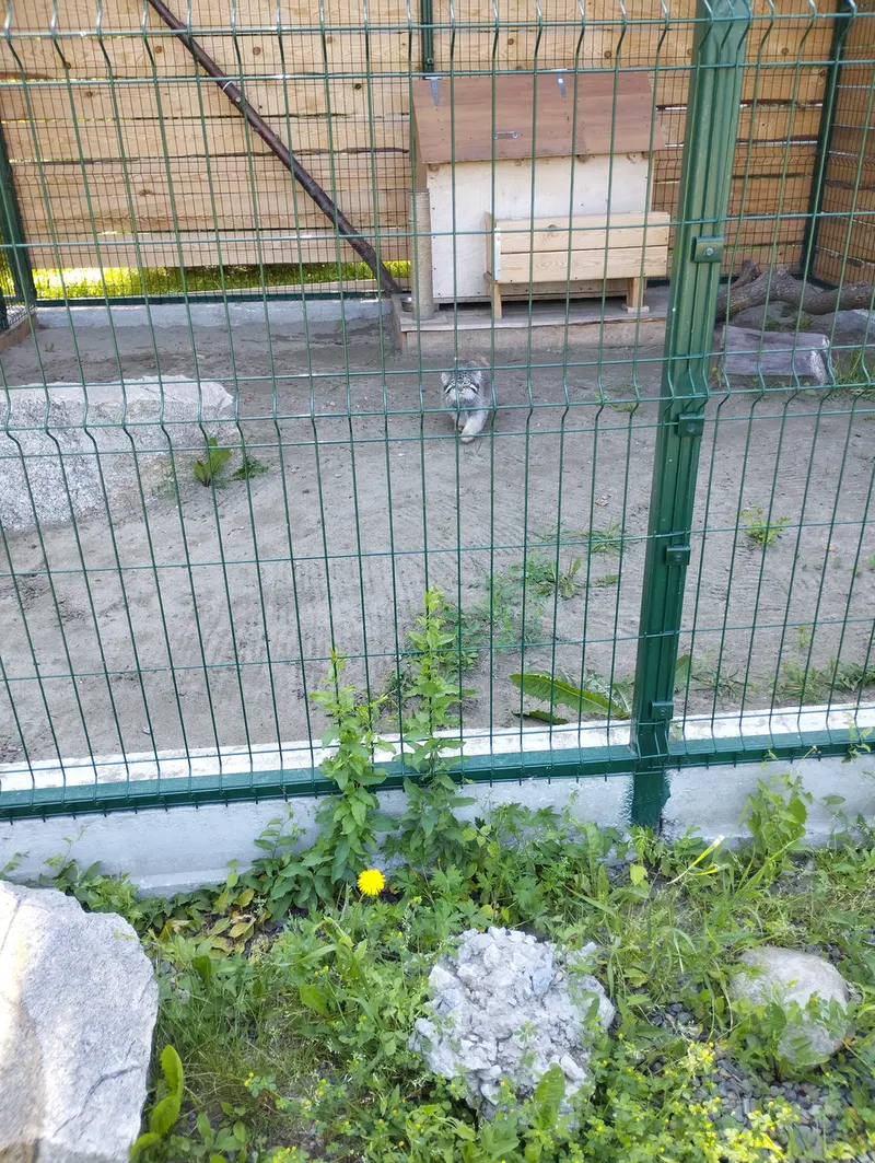 バルナウル動物園「レースナヤ・スカースカ」のチップの写真
