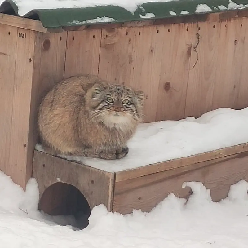 ノヴォシビルスク動物園のベレリの写真