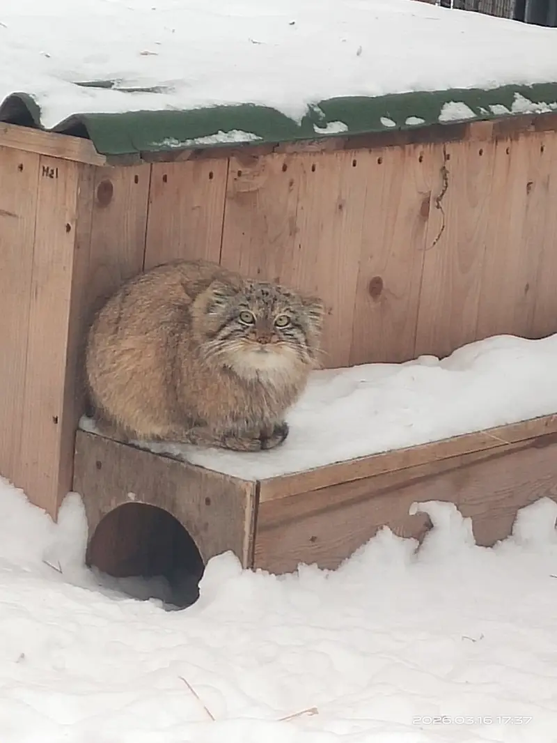ノヴォシビルスク動物園のベレリの写真
