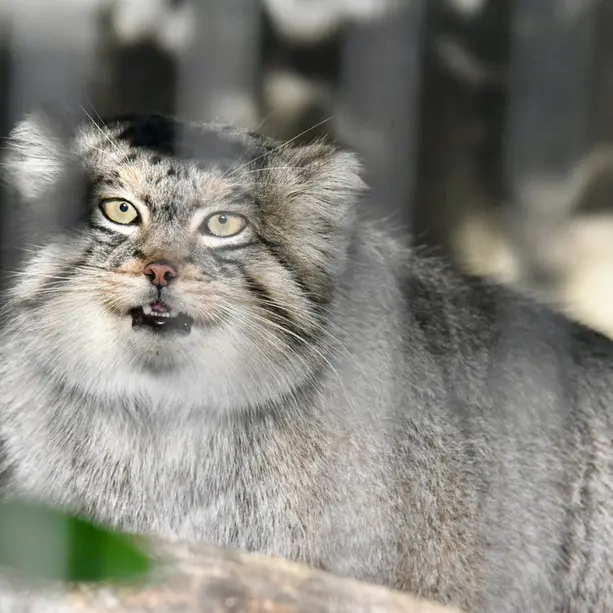 東山動植物園のエルの写真