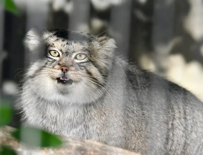 東山動植物園のエルの写真
