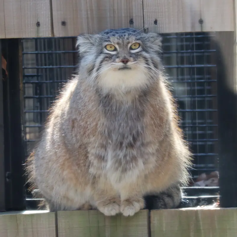 埼玉県こども動物自然公園のオリーヴァの写真