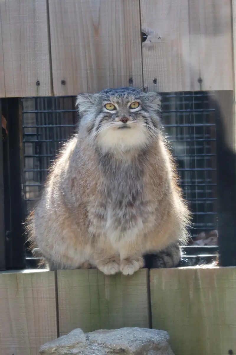 埼玉県こども動物自然公園のオリーヴァの写真