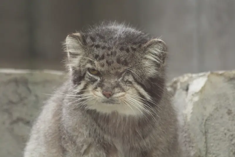 東山動植物園の十兵衞の写真