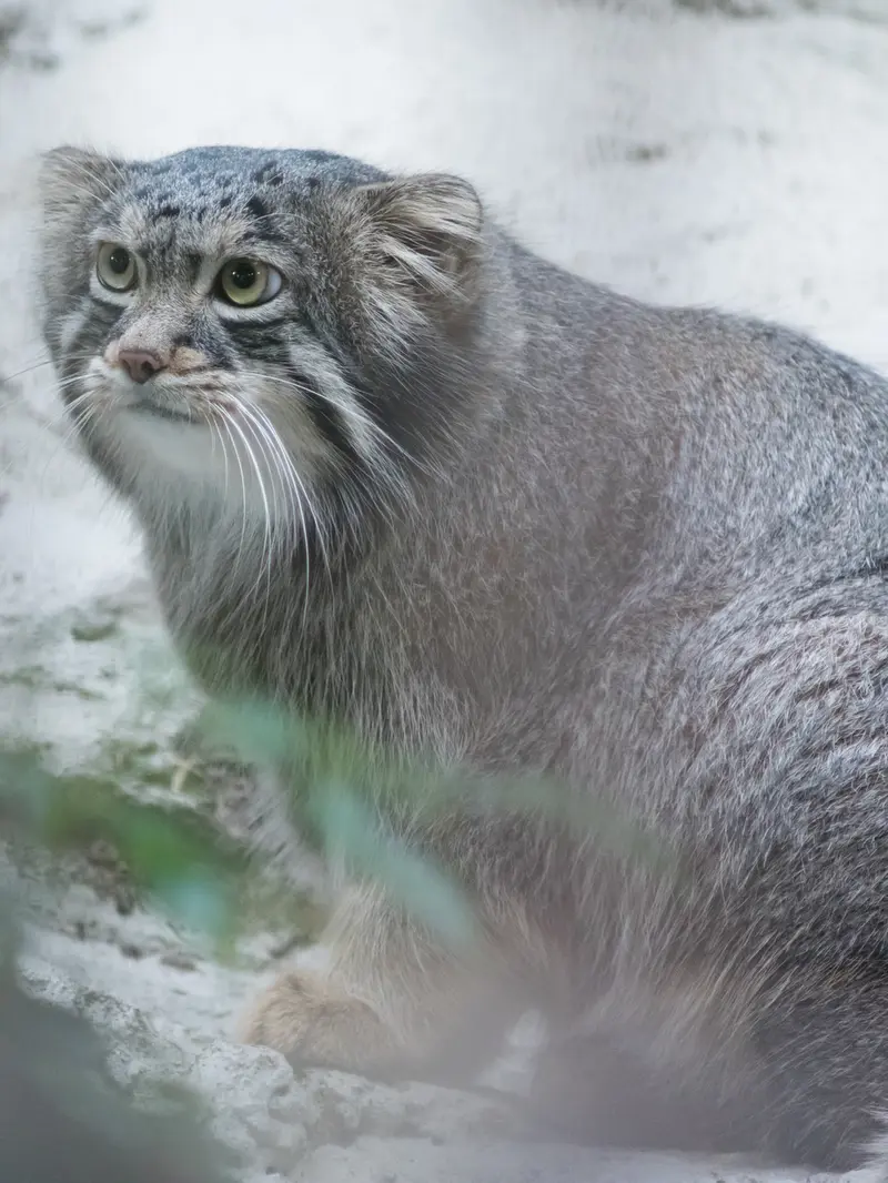 野毛山動物園のフィーガの写真