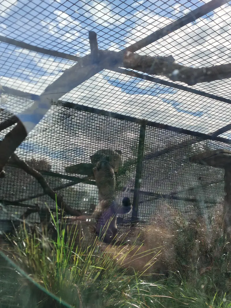エディンバラ動物園のダッチェスの写真