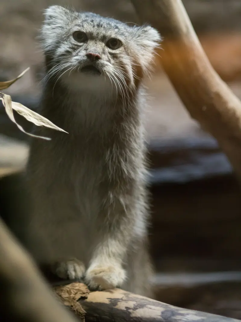 恩賜上野動物園のクリョンの写真