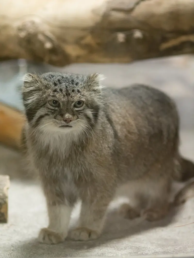 恩賜上野動物園のクリョンの写真