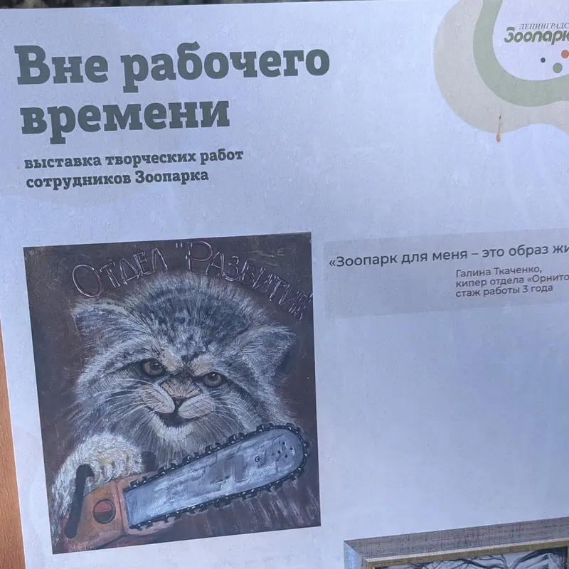 レニングラード動物園のマヌルネコの写真