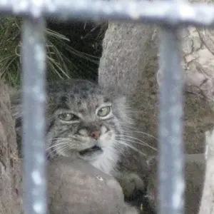 ポッター・パーク動物園のマヌルネコの写真