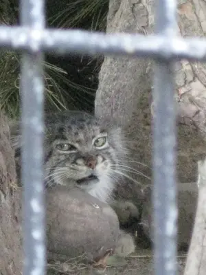ポッター・パーク動物園のマヌルネコの写真
