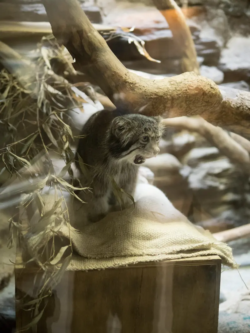 恩賜上野動物園のクリョンの写真