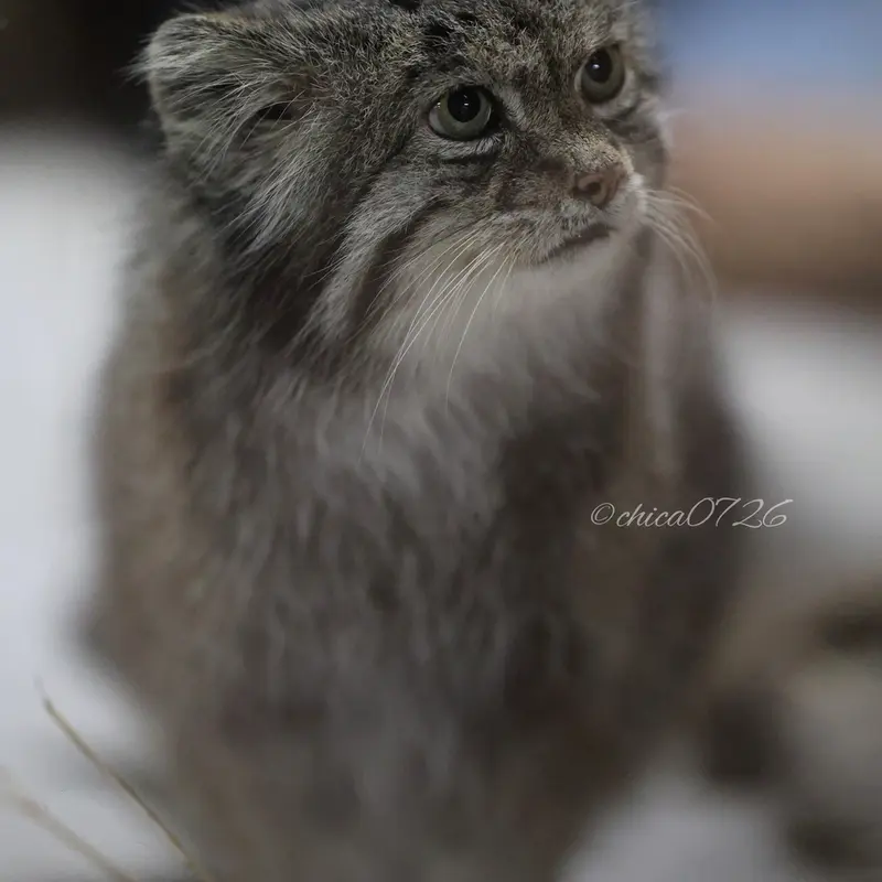 恩賜上野動物園のクリョンの写真
