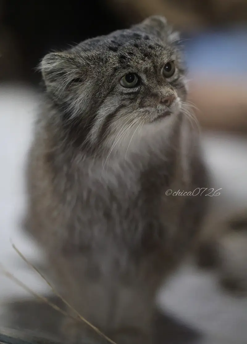 恩賜上野動物園のクリョンの写真