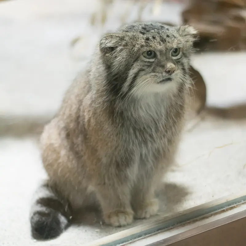 恩賜上野動物園のクリョンの写真