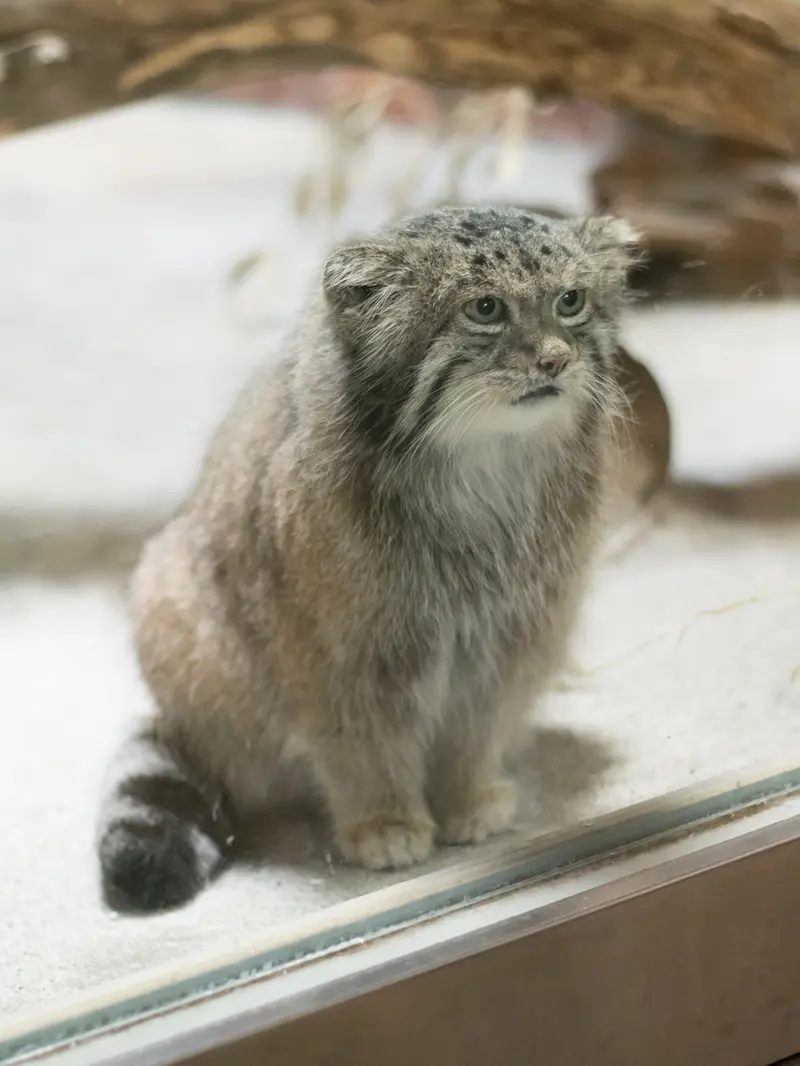 恩賜上野動物園のクリョンの写真