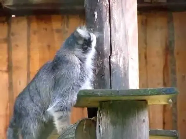 ゲルリッツ動物園のブルースの動画