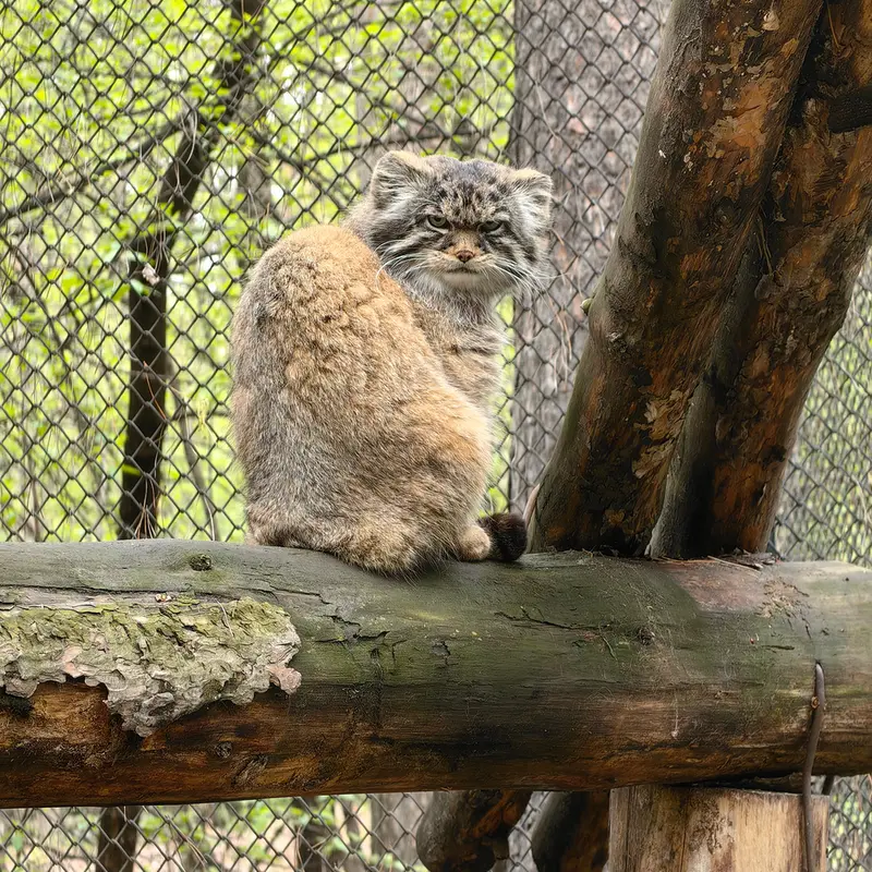 ノヴォシビルスク動物園のジョージの写真