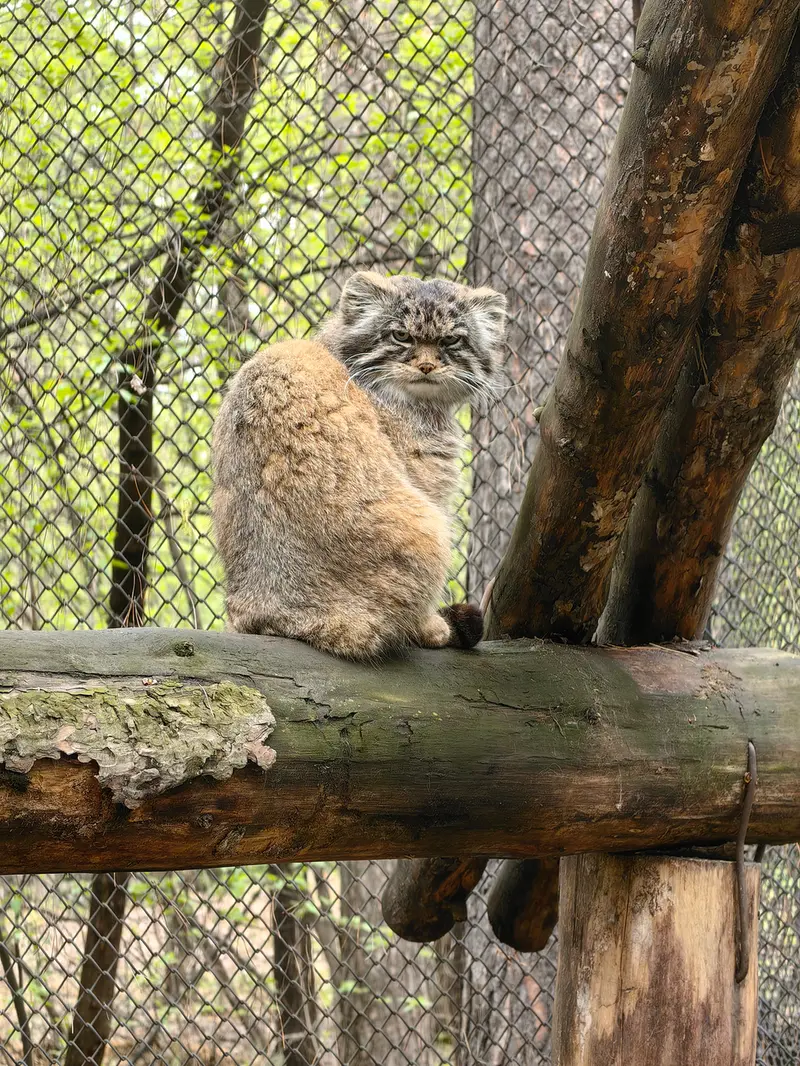 Novosibirsk Zooのジョージの写真