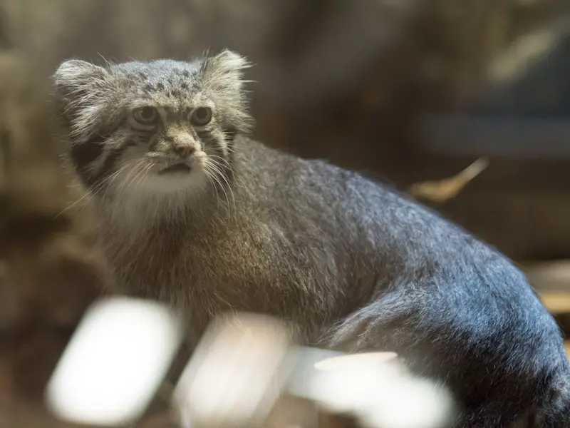 恩賜上野動物園のクリョンの写真