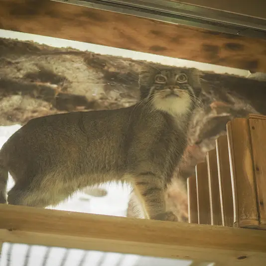 恩賜上野動物園のフィーガの写真
