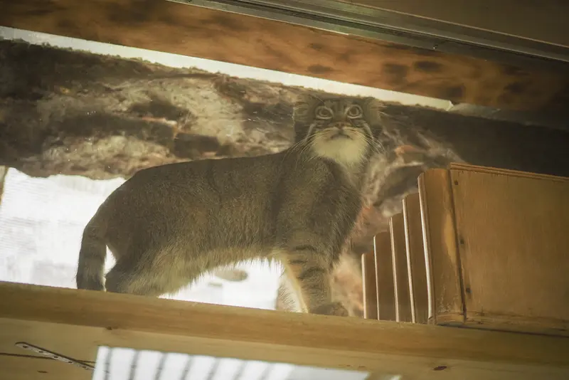 恩賜上野動物園のフィーガの写真