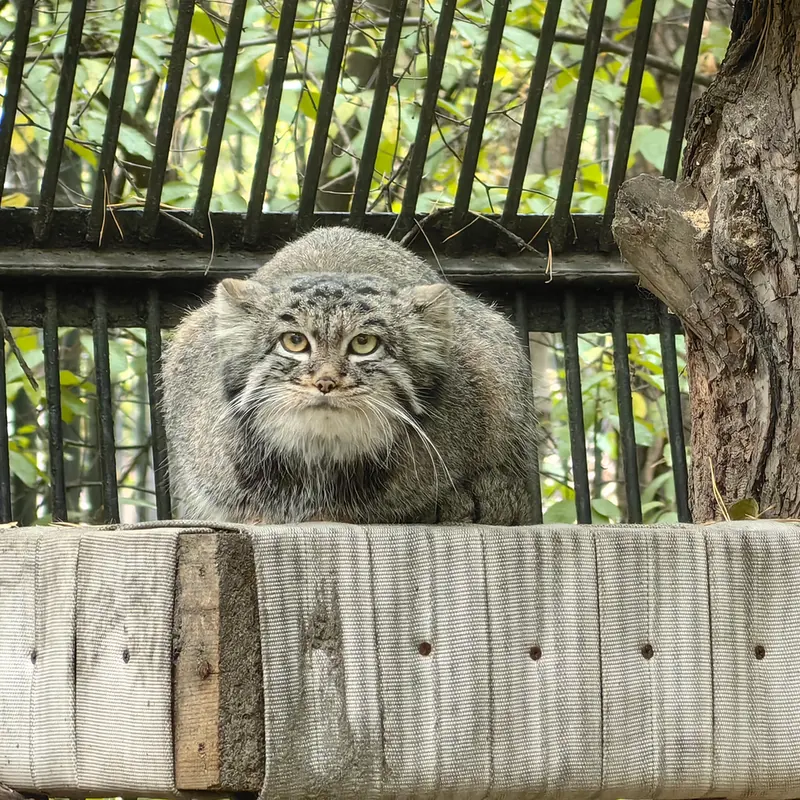 ノヴォシビルスク動物園のカトゥンの写真