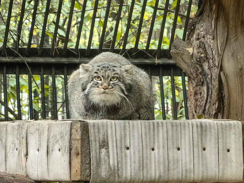 ノヴォシビルスク動物園のカトゥンの写真
