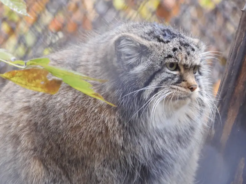 ノヴォシビルスク動物園のゾーシャの写真