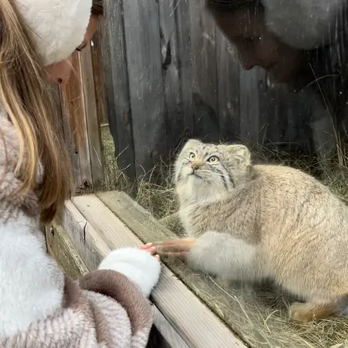 ビンガムトン動物園（ロス・パーク）のマカリの写真