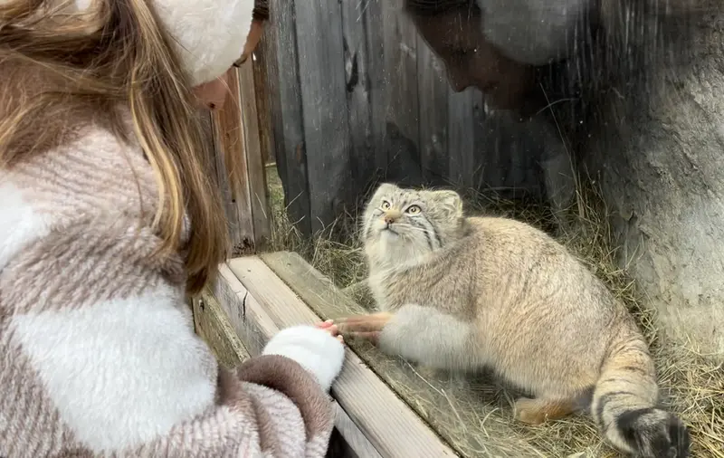 ビンガムトン動物園（ロス・パーク）のマカリの写真