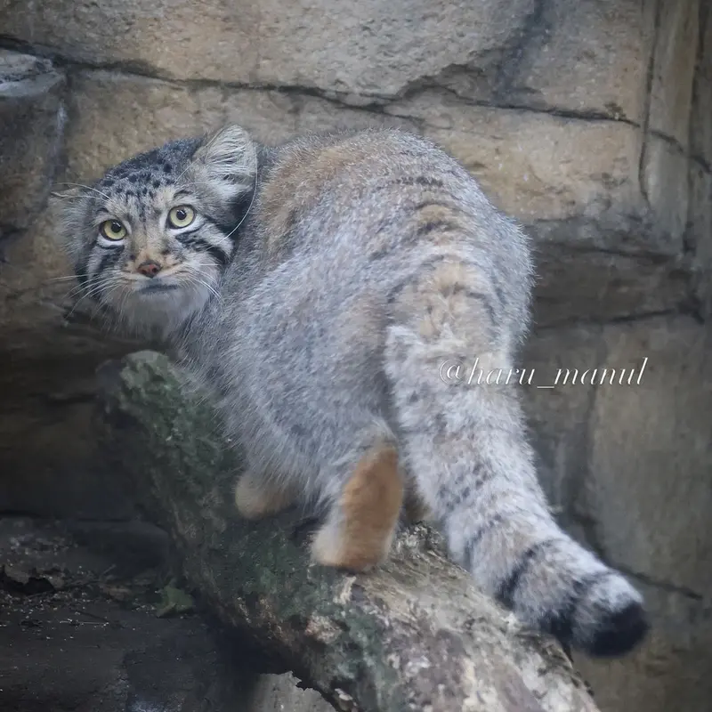 那須どうぶつ王国のナゴムの写真