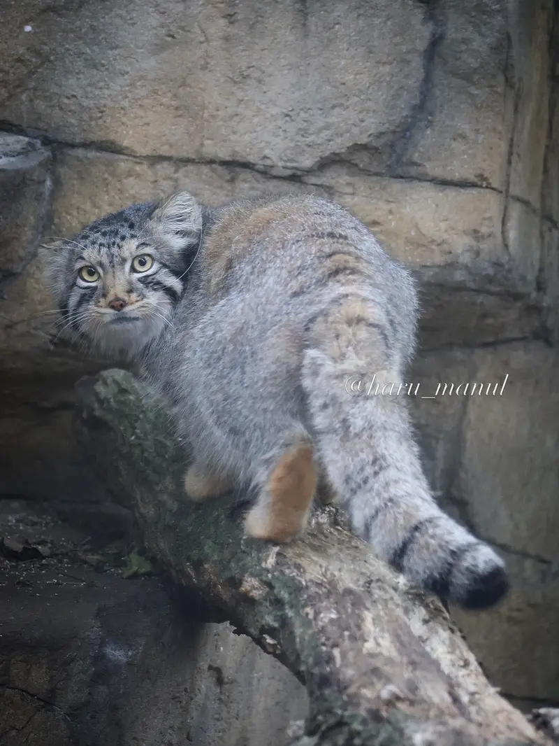 那須どうぶつ王国のナゴムの写真