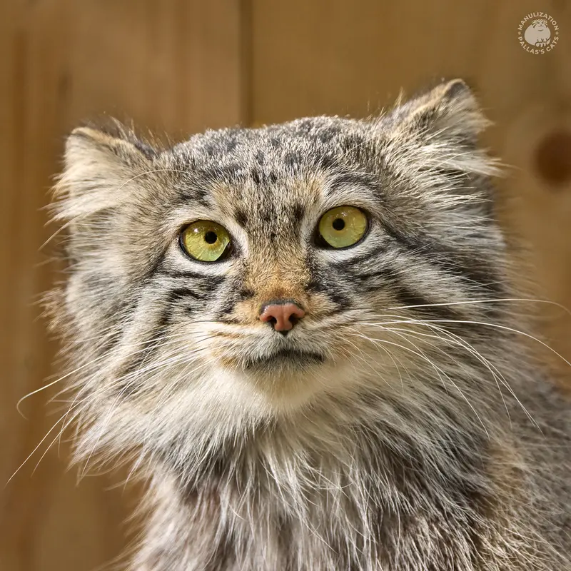 ノヴォシビルスク動物園のマヌルネコのスネジャナ