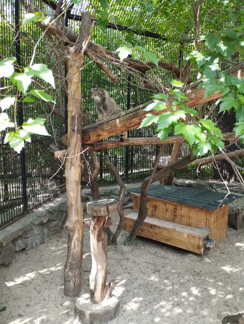 ノヴォシビルスク動物園のマヌルネコの写真