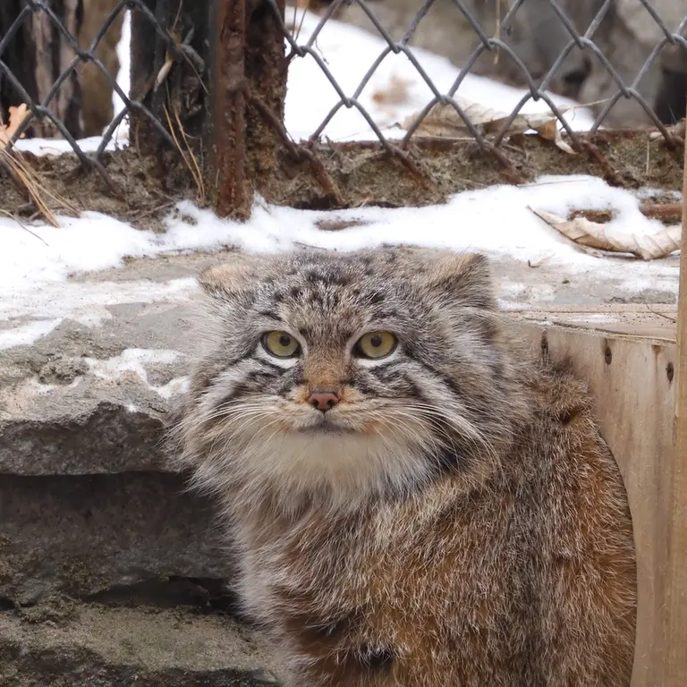 ノヴォシビルスク動物園のルフの写真
