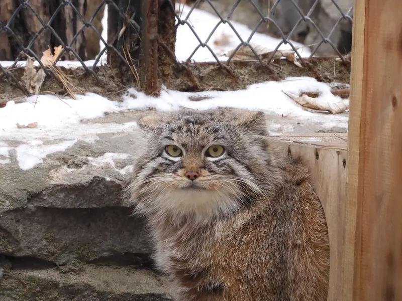 ノヴォシビルスク動物園のルフの写真