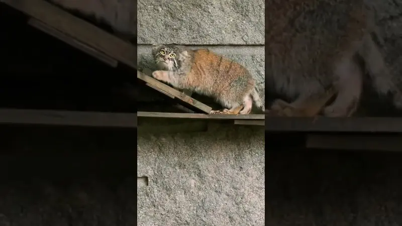 モスクワ動物園のマヌルネコの動画