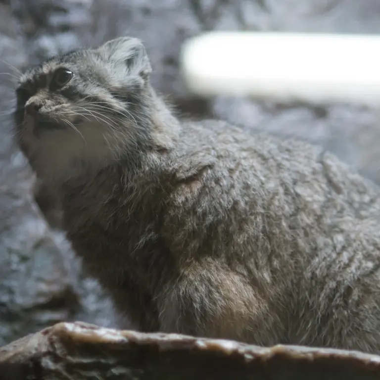 恩賜上野動物園のプリームラの写真
