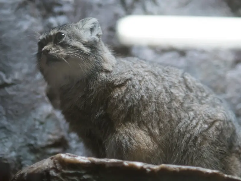 恩賜上野動物園のプリームラの写真