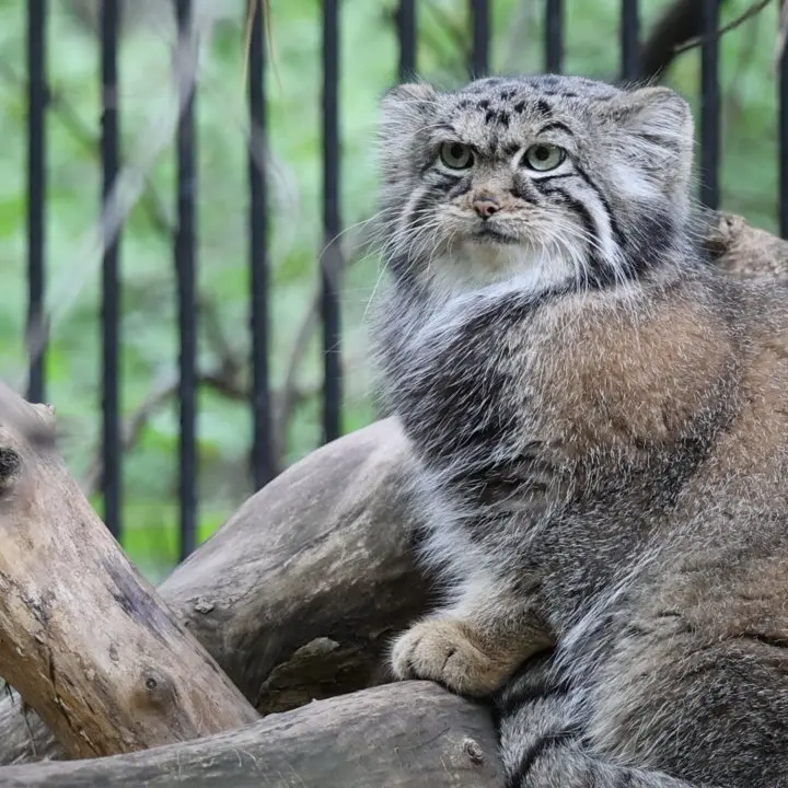 ノヴォシビルスク動物園のマヌルネコの写真