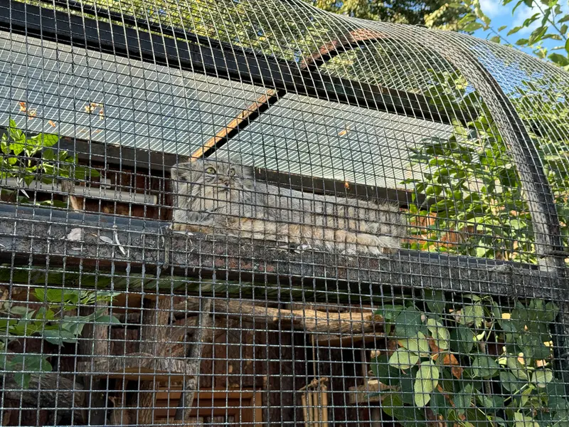 レニングラード動物園のシューの写真