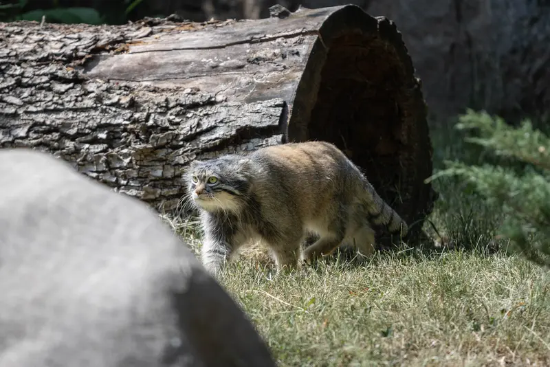モスクワ動物園のティモフェイの写真