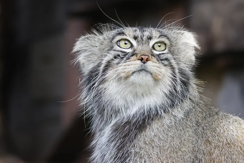モスクワ動物園のティモフェイの写真