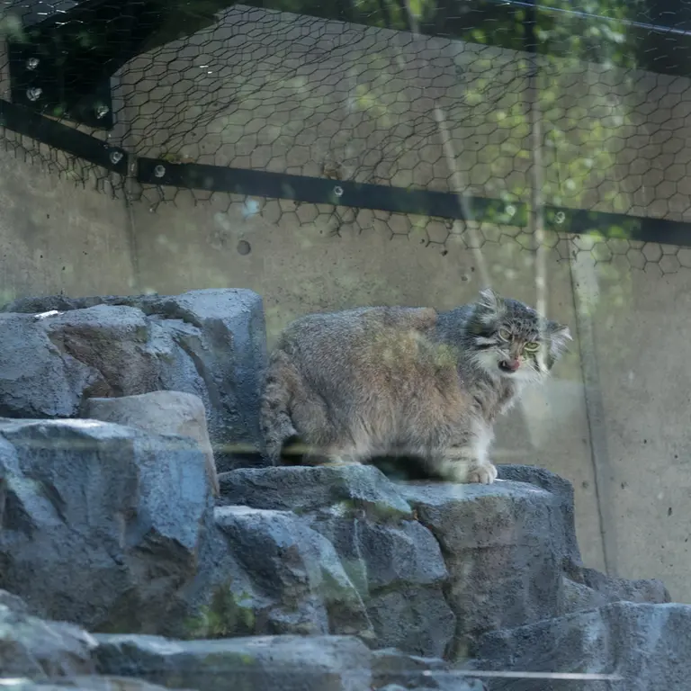 旭山動物園のグルーシャの写真