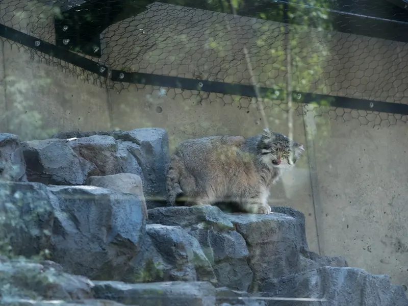 旭山動物園のグルーシャの写真