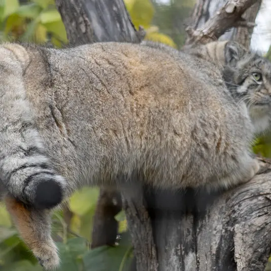 リー・リチャードソン動物園のコリンズの写真