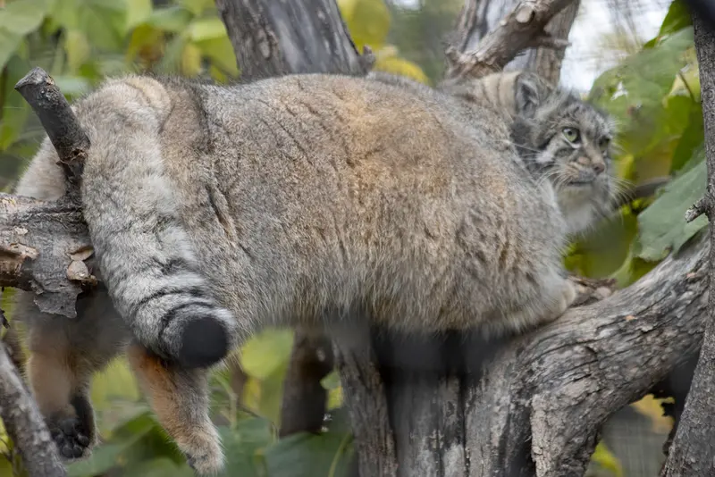 リー・リチャードソン動物園のコリンズの写真