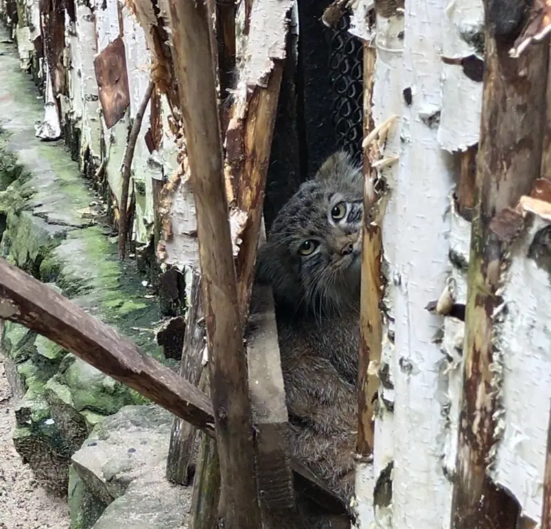 ノヴォシビルスク動物園のマヌルネコの写真